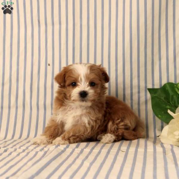 Amor, Maltipoo Puppy